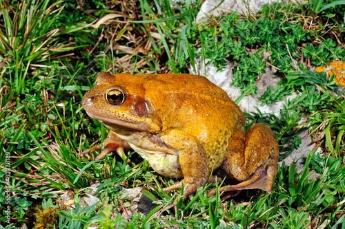 Kantabrischer Grasfrosch // Galician Common Frog (Rana parvipalmata)