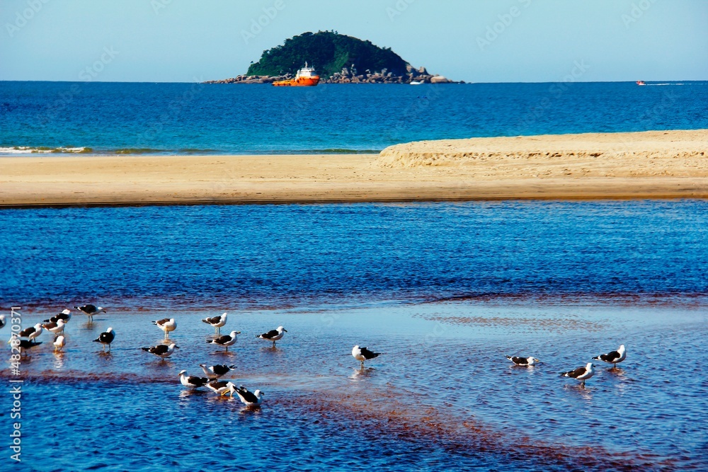 Seagulls on the beach, blue sea