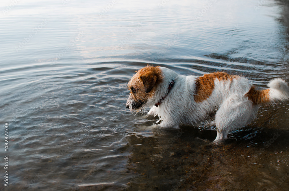 Playful wet dog in water outdoors. Side view of funny pet jack russell terrier playing on beach on summer day. Animal theme Playful wet dog in water outdoors. Side view of funny pet jack russell terrier playing on beach on summer day. Animal theme
