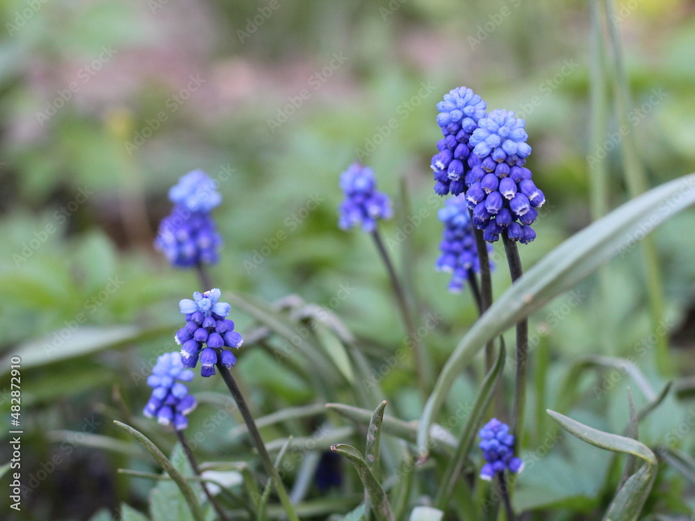 Blue muscari flowers in the greenery of grass and leaves on a spring day for background Blue muscari flowers in the greenery of grass and leaves on a spring day for background