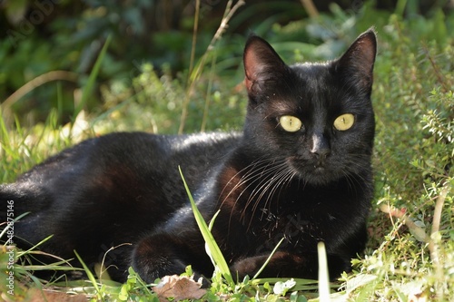 black cat on grass