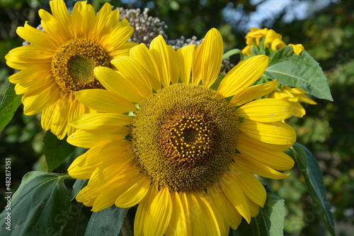 sunflowers in the field