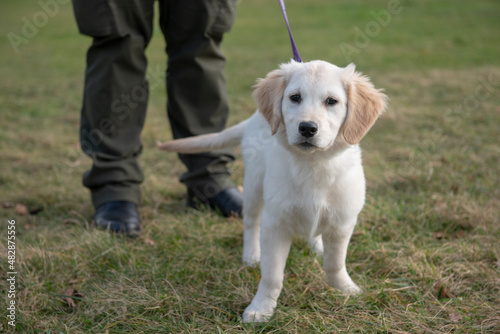 Beautiful Golden retriever puppy on lead outdoors in a park, looking at camera