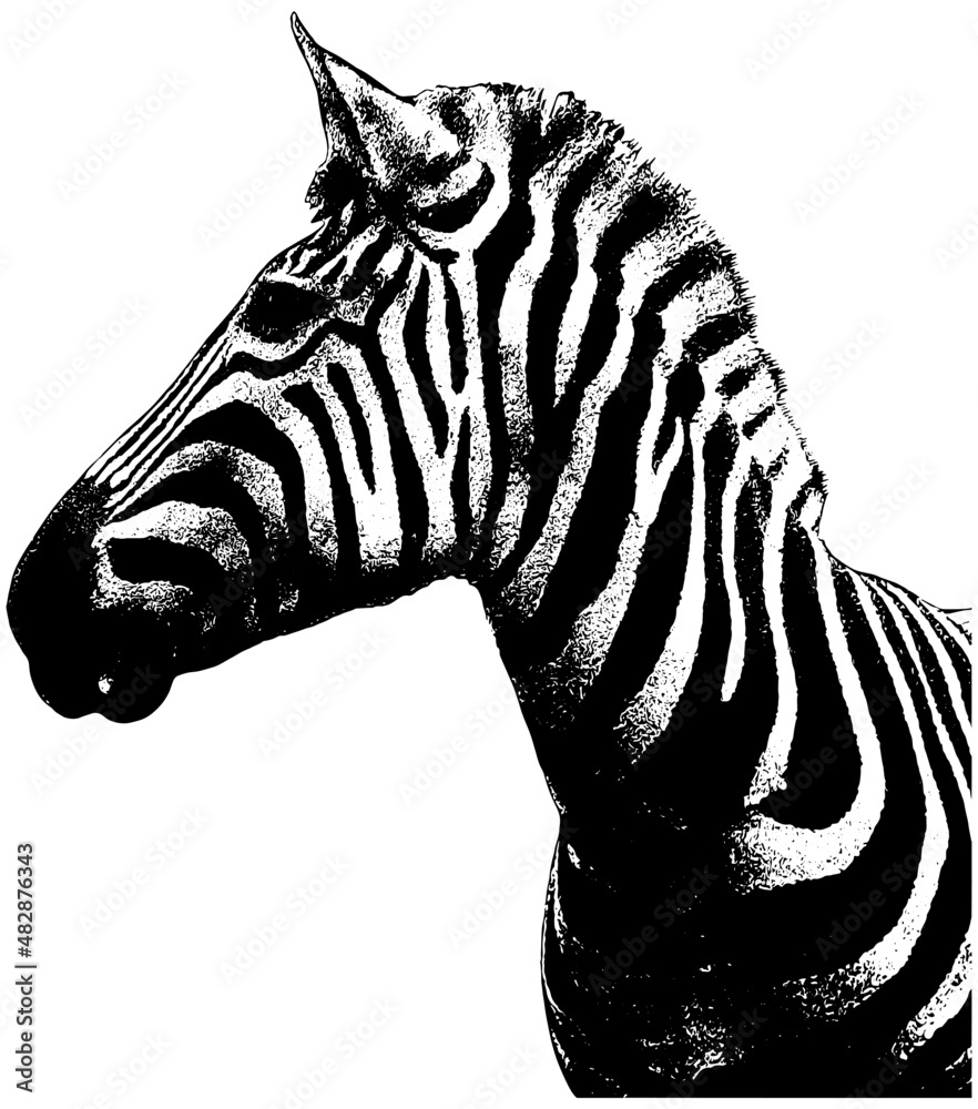 zebra head profile isolated on white - obrazy, fototapety, plakaty 
