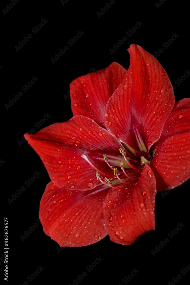 Red flower Amaryllis with water drops isolated on black background. Red flower Amaryllis with water drops isolated on black background.