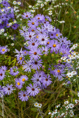 Vertical image of the lavender-purple flowers of aromatic aster (Symphyotrichum oblongifolium)