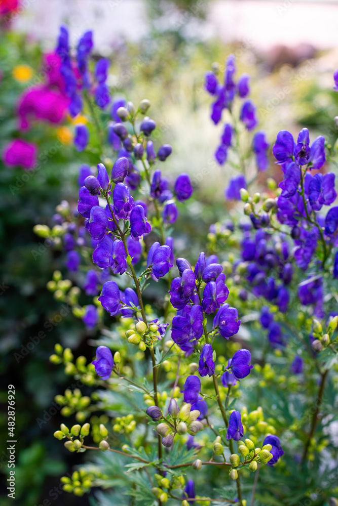 Flowers of an Akonite (Aconitum variegatum) Flowers of an Akonite (Aconitum variegatum)