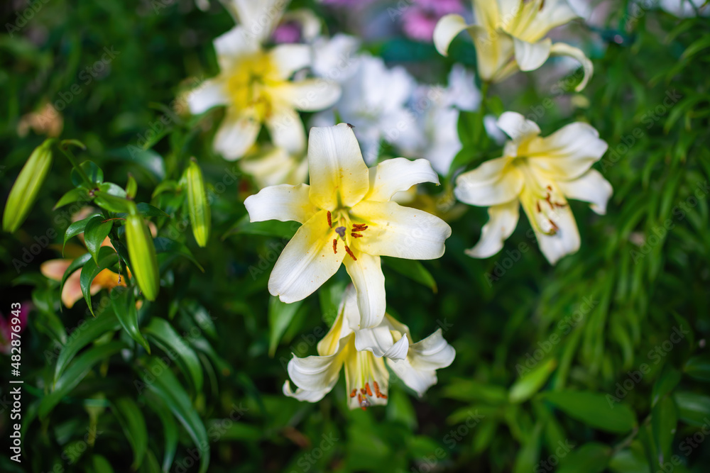 Flower of white lily in the garden Flower of white lily in the garden