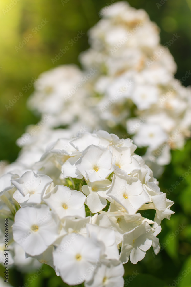 White phlox flower close up. White phlox flower close up.