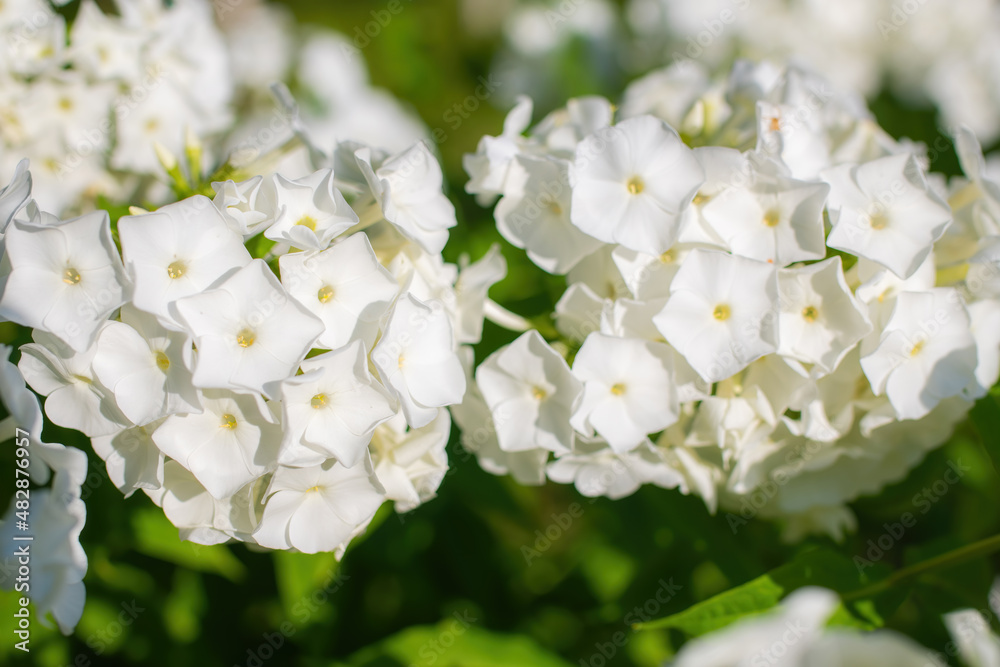 White phlox flower close up.