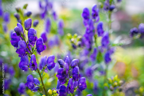 Flowers of an Akonite (Aconitum variegatum)