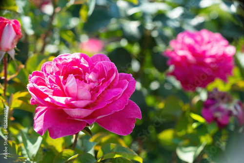 Blooming Pink rose in spring garden