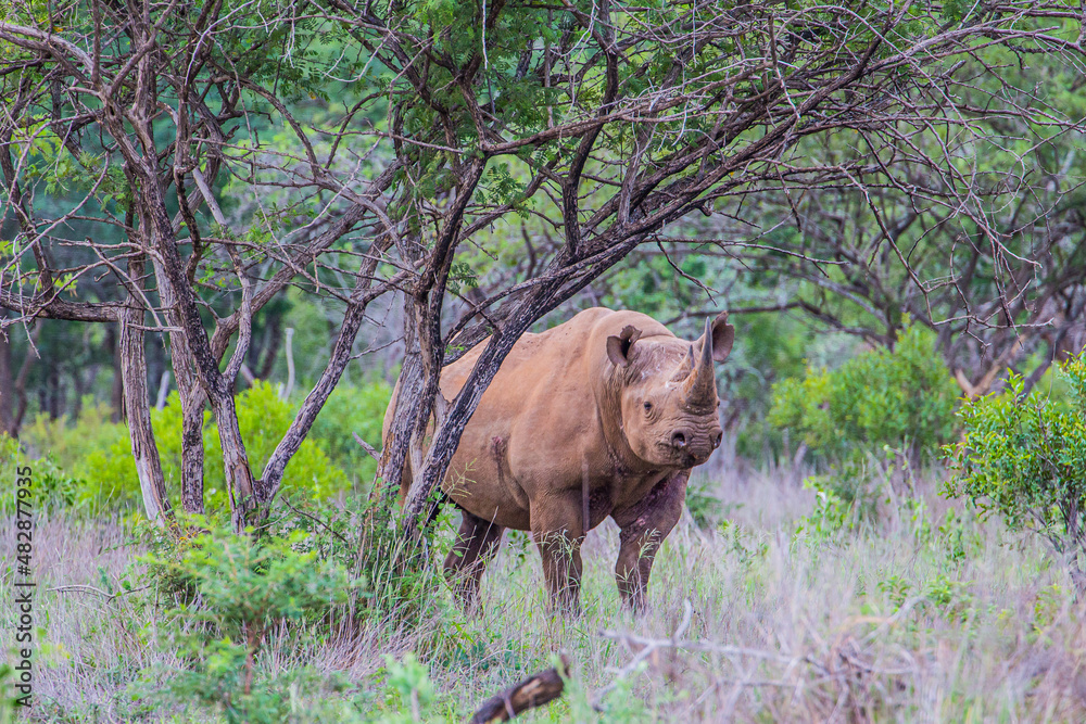 Fototapeta premium An agressive bull Black Rhino confronts the camera in the bush of South Africa's Kwazulu-natal.