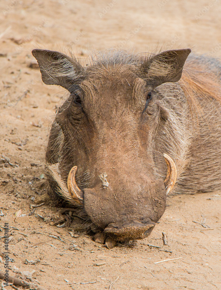 Portrait of a Warthog in the Western Cape, South Africa. Portrait of a Warthog in the Western Cape, South Africa.