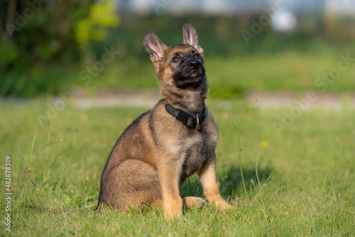 Dog portrait of an eight weeks old German Shepherd puppy with a green grass background. Sable colored, working line breed