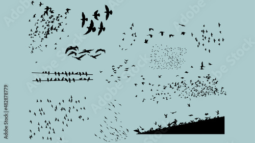 Set stormi uccelli cielo città storni colombi piccioni rondini gabbiani corvi cornacchie merli photo