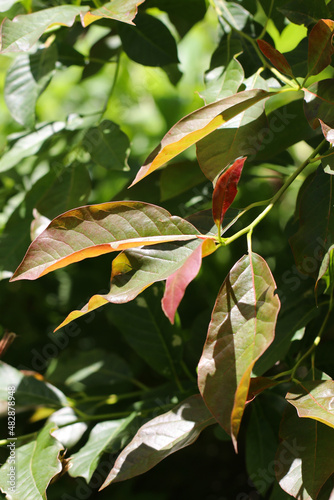 The foliage of 'Wildfire' black tupelo (Nyssa sylvatica 'Wildfire') photo