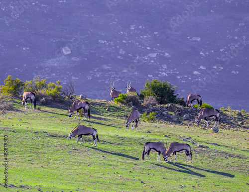 A small herd of Oryx grazing in the evening sunlight on the grasslands of the Western Cape in South Africa.