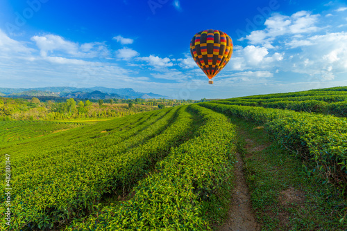 Green tea plantation and balloon in the morning Sunrise tea plantations and colorful balloons floating in the beautiful sky  natural backgrounds.