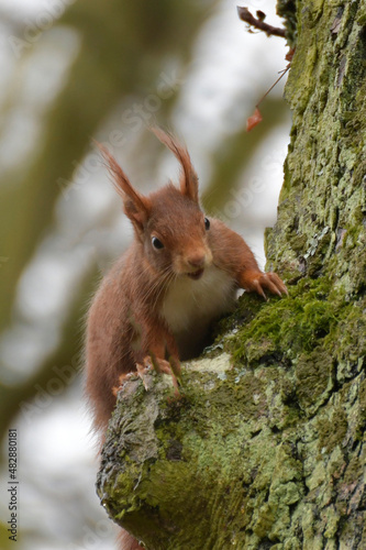 eichhörnchen © lotharnahler