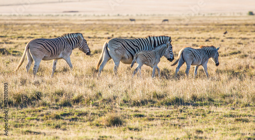 The previously extinct Quagga, a subspecies of the Plains Zebra, now successfully being bred in South Africa's Western Cape, by selective use of the genes that inhibit the zebra's black stripes .