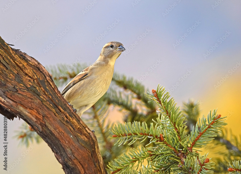 Spatz