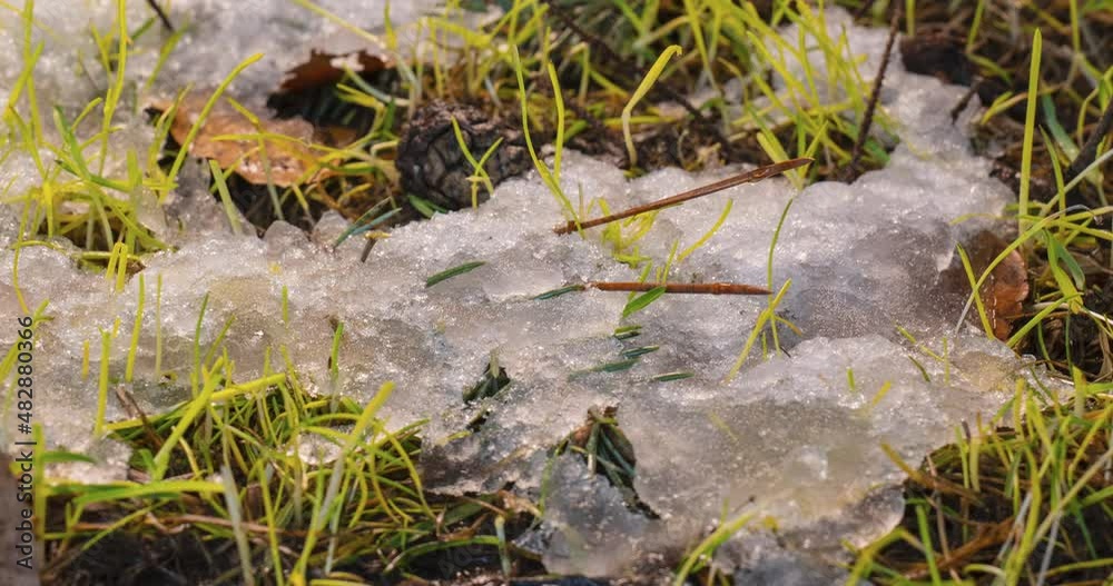 Macro time-lapse shot of shiny melting snow particles and unveiling branch Christmas tree, spruce cone and green grass Macro time-lapse shot of shiny melting snow particles and unveiling branch Christmas tree, spruce cone and green grass