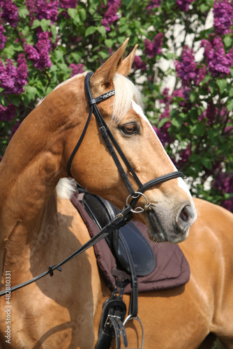 Fotografía Nice czech warmblood in front of flowering pipe-tree