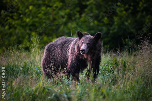 Bear (ursus arctos) photo