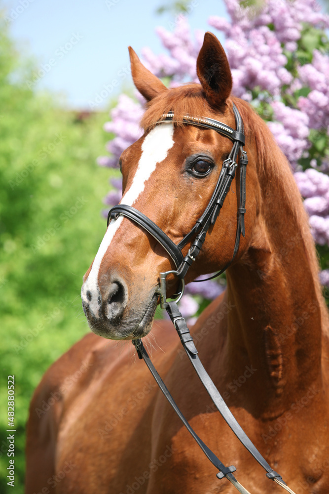 Budyonny horse in front of flowering tree Budyonny horse in front of flowering tree