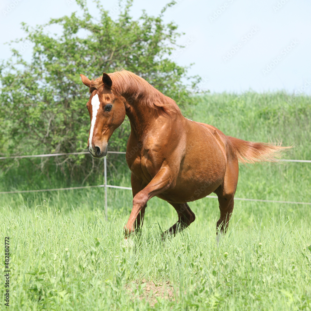 Budyonny horse running in spring Budyonny horse running in spring
