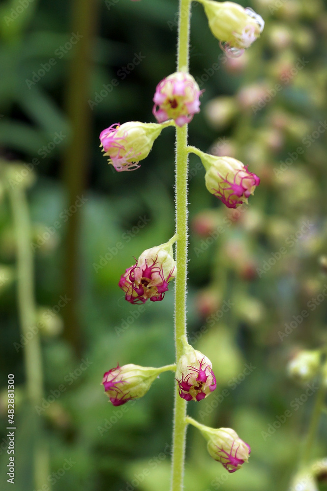 Vertical closeup of the small, fringed flowers of fringecups (Tellima grandiflora), showing how they turn from white to red as they age Vertical closeup of the small, fringed flowers of fringecups (Tellima grandiflora), showing how they turn from white to red as they age