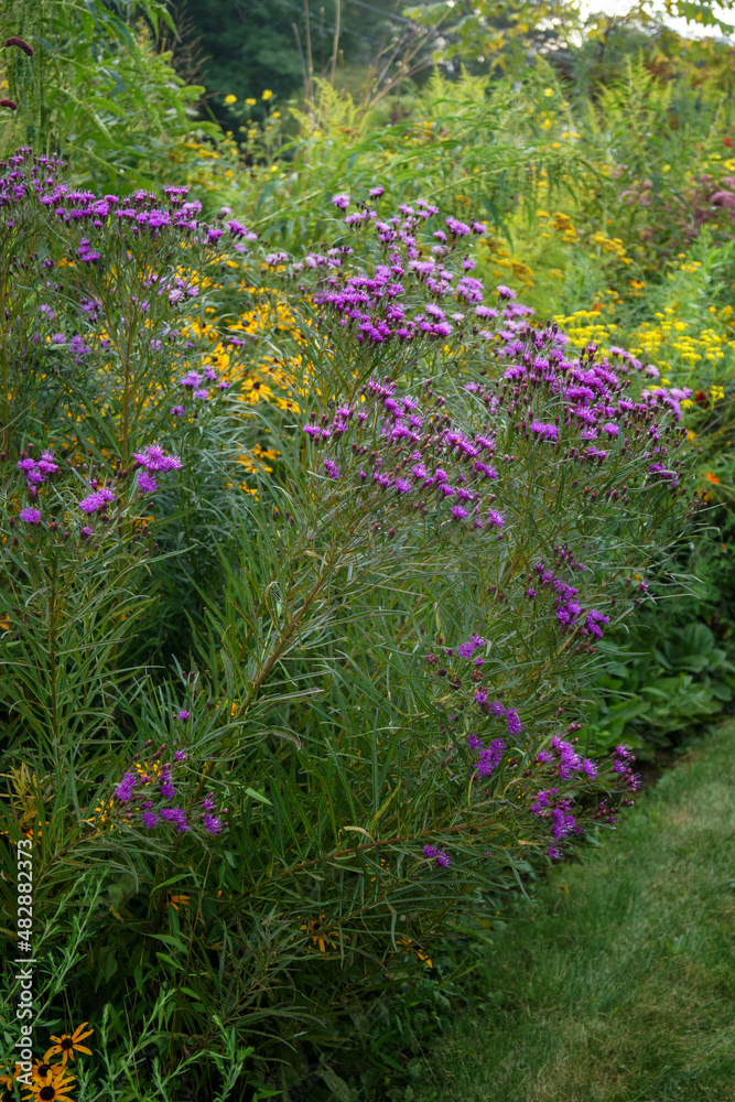 Vertical image of narrowleaf ironweed (Vernonia lettermannii) in full bloom in a perennial border Vertical image of narrowleaf ironweed (Vernonia lettermannii) in full bloom in a perennial border