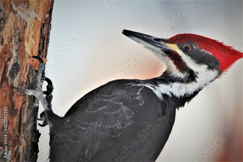 Pileated Woodpecker Up Close photo