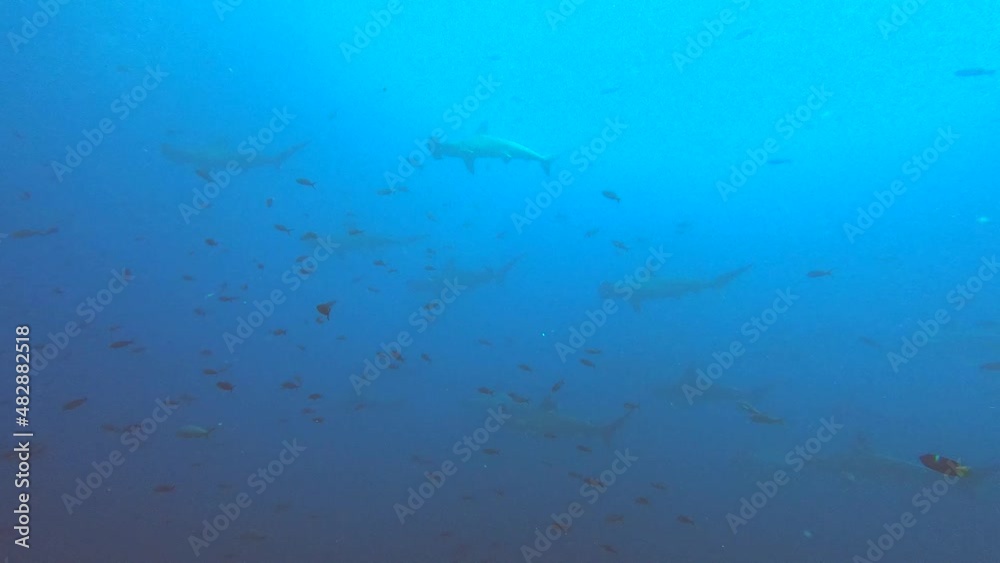 hammerhead sharks on a coral reef near the galapagos islands hammerhead sharks on a coral reef near the galapagos islands