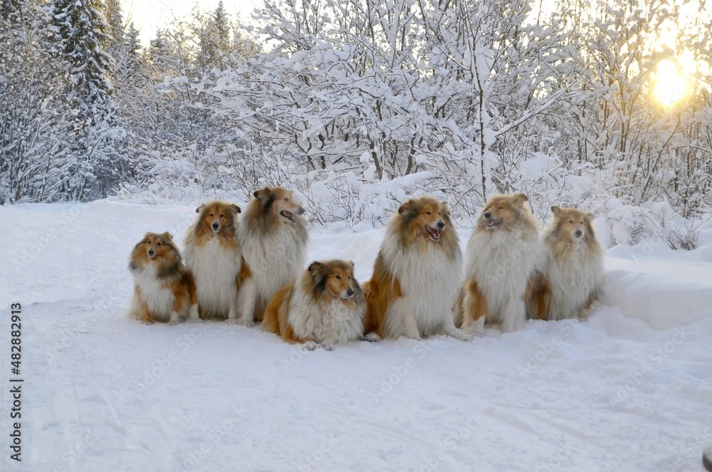 group of dogs in snow