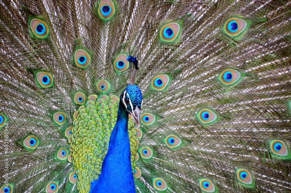 Obraz premium peacock feather close up