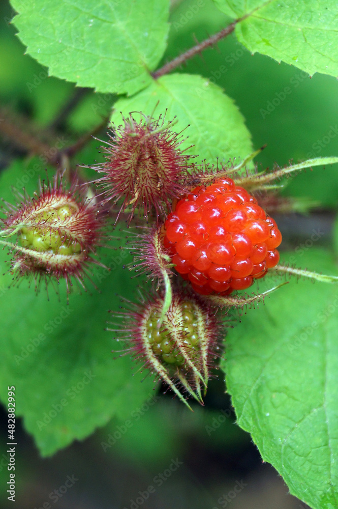 Closeup of the fruit (drupe) of the invasive shrub commonly known as wineberry (Rubus phoenicolasius) Closeup of the fruit (drupe) of the invasive shrub commonly known as wineberry (Rubus phoenicolasius)