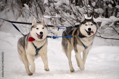 sled dogs in snow