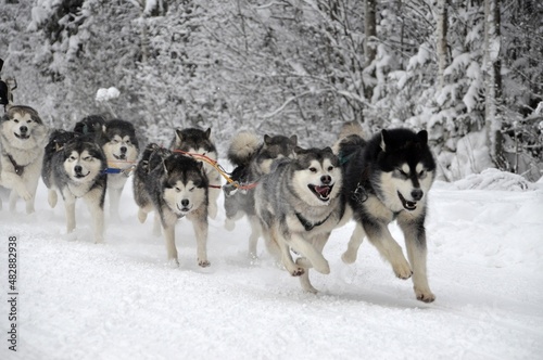 sled dogs in the snow