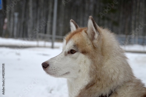 portrait of a husky