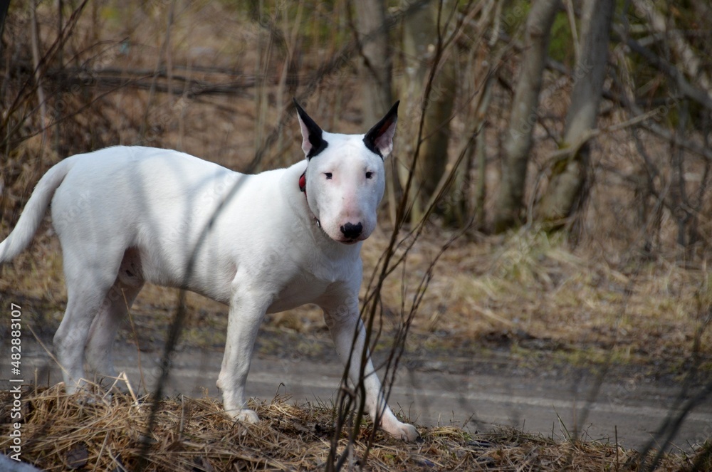 Fototapeta premium portrait of a white dog