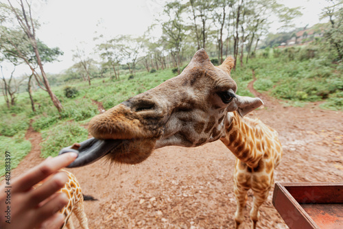 A giraffes toungue reaching for woman's fingers, Giraffe Centre, Kenya