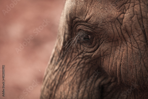 Close-up of elephant's wrinkled skin, Nairobi National Park, Kenya © Denys