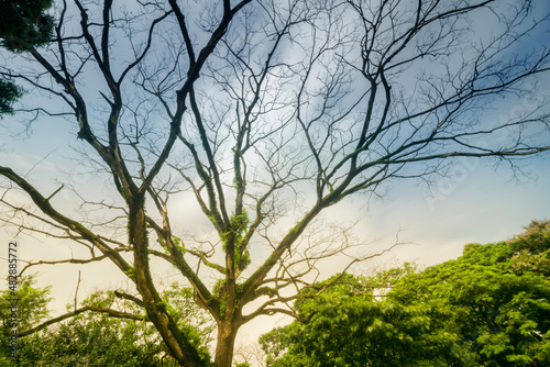 A lone tree with blue sky in the background. Beautiful nature image.