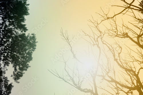 Leafless tree branches of winter season, season specific image of nature. Image shot against Sun, at Kolkata, Calcutta, West Bengal, India © mitrarudra
