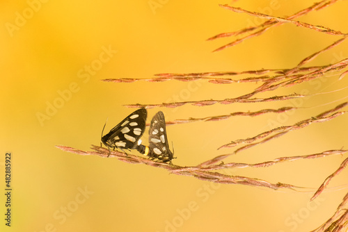 Indian Skipper butterflies (spialia galba), mating in spring - bright yellow nature background with copyspace , stock image of wildlife lovemaking photo
