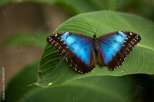 Blue morpho butterfly perched on leaf in jungle