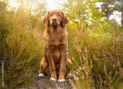 Bild auf Leinwand Nova Scotia Duck Tolling Retriever