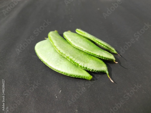 Lablab purpureus is a species of bean in the family Fabaceae. Its other names include lablab-bean bonavist bean pea, dolichos bean, seim, lablab, Egyptian kidney bean, Indian bean. Black background. 
 photo